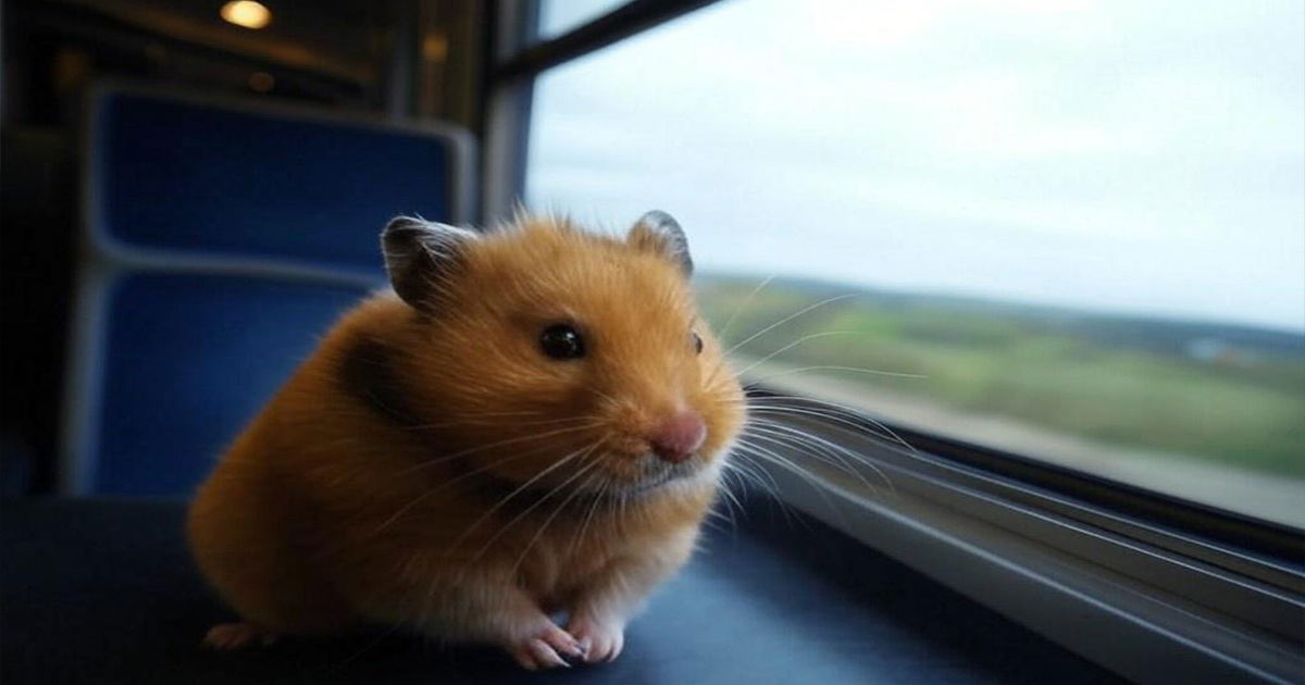 Passengers abandon the strangest items on trains, one railway shared its amusing 'lost and found' A hamster that had escaped was discovered roaming freely on the train. (X/Grok2 AI)